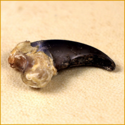 griffes_et_dents